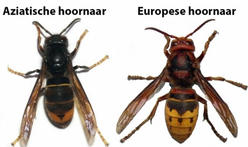 Aziatische en Europese hoornaar