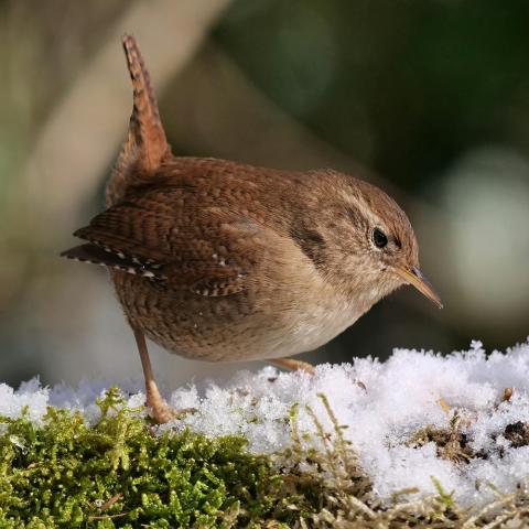 Ommetje Herentals, winter © Natuurpunt