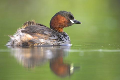 Turen naar Vogelkuren © Natuurpunt