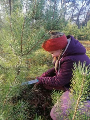 Zaag je eigen kerstboom © Landschap De Liereman