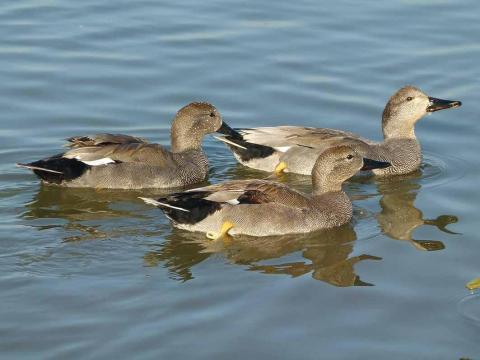 Turen naar Vogelkuren © Natuurpunt