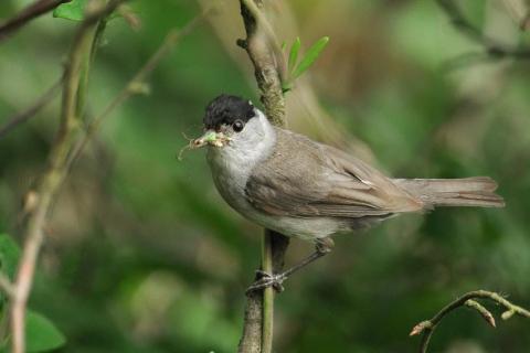 Cursus ‘De vogelkes van bij ons’ [VOLZET] © Natuurpunt