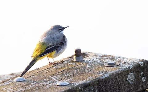 Turen naar Vogelkuren nieuwjaarseditie © An De Wilde