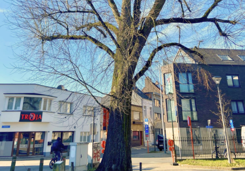 Boom op parkeerterrein Stadspark wordt geveld