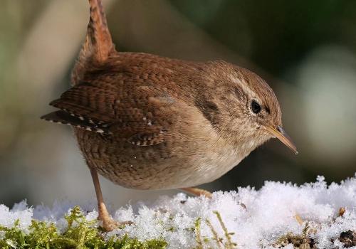 Ommetje Herentals, winter © Natuurpunt