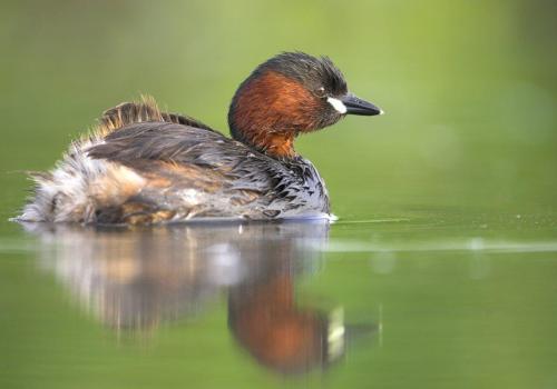 Turen naar Vogelkuren © Natuurpunt