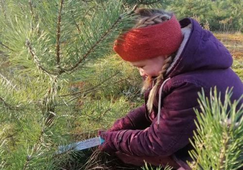 Zaag je eigen kerstboom © Landschap De Liereman