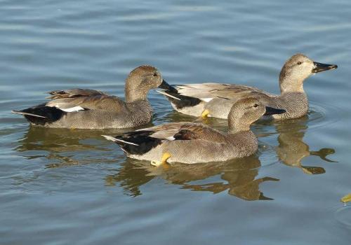 Turen naar Vogelkuren © Natuurpunt