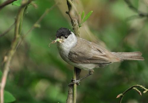 Cursus ‘De vogelkes van bij ons’ [VOLZET] © Natuurpunt