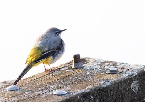 Turen naar Vogelkuren nieuwjaarseditie © An De Wilde